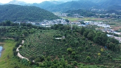 双江直播平台助力茶产业融合发展助农增收 brand_alt_mark