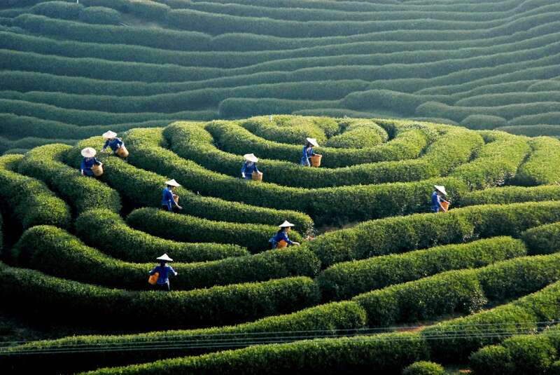 早春茶产区创新推广策略助力茶文旅融合发展 brand_alt_mark