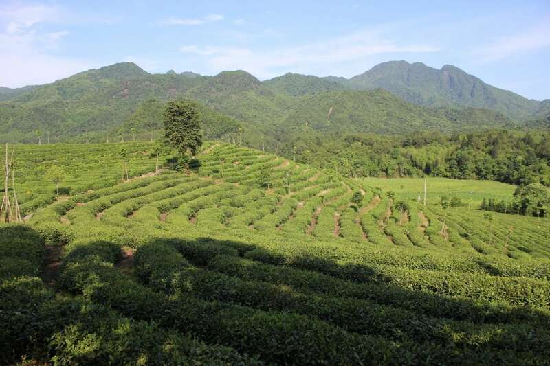 早春茶产区创新推广策略助力茶文旅融合发展 brand_alt_mark