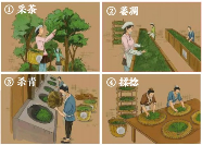 老班章制作工艺1.png 老班章制作工艺1.png