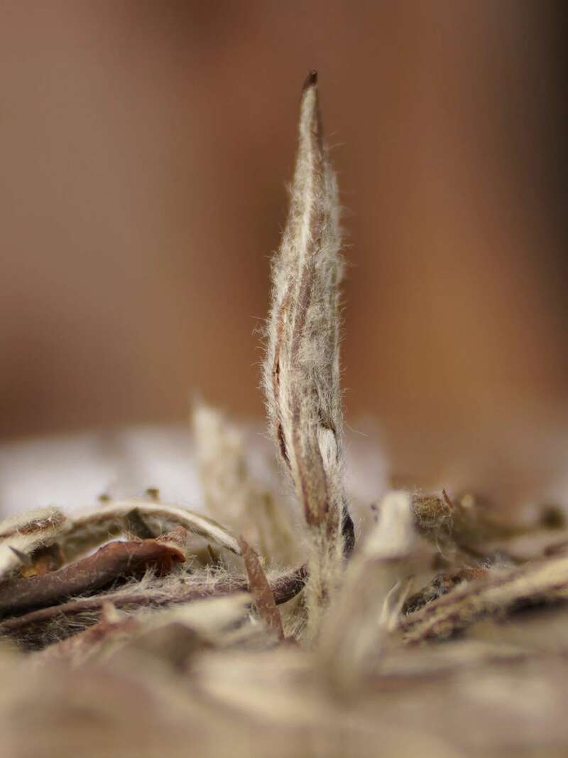 太姥山年份老茶太姥白T10,便捷联袂! brand_alt_mark