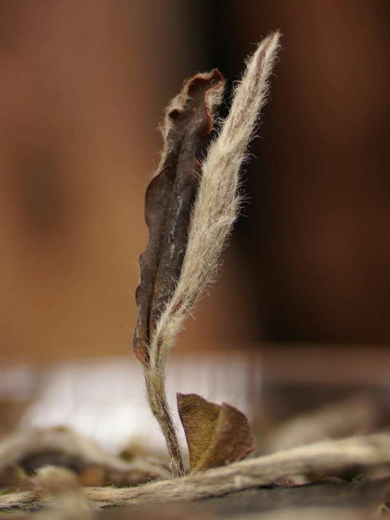 太姥山年份老茶太姥白T10,便捷联袂! brand_alt_mark