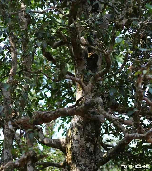 “布朗味”究竟是什么?为何备受推崇?2015年布朗臻味开汤鉴赏 “布朗味”究竟是什么?为何备受推崇?2015年布朗臻味开汤鉴赏