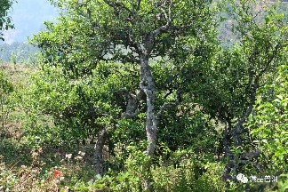 2012年冰岛玉叶鉴赏！勐库戎氏经典之作，500克一片加量不加价