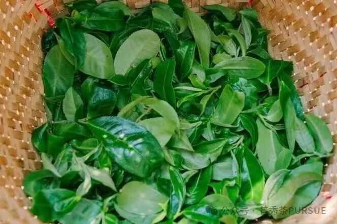 普洱三区鉴茶图鉴：解码思茅、版纳、临沧茶本质