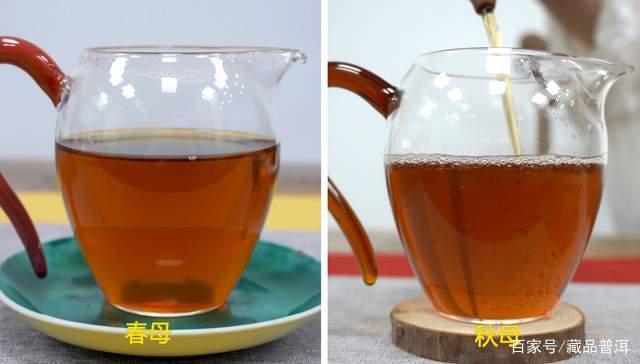 勐库戎氏母树茶好不好？经典2006年勐库戎氏春母、秋母对比