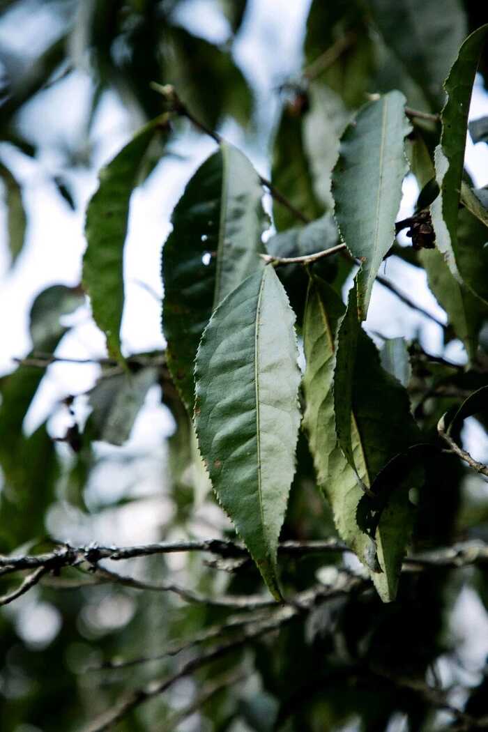 普洱熟茶能不能提神？