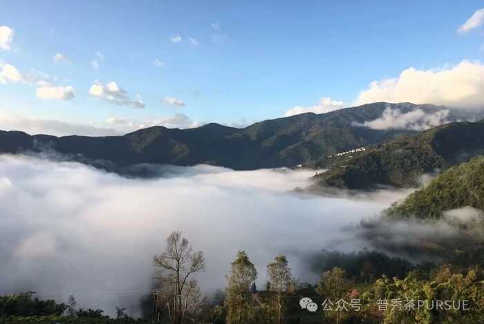 普洱三区鉴茶图鉴：解码思茅、版纳、临沧茶本质