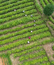 出口茶基地如何实现全程机械化管理?来看这个成功案例! brand_alt_mark