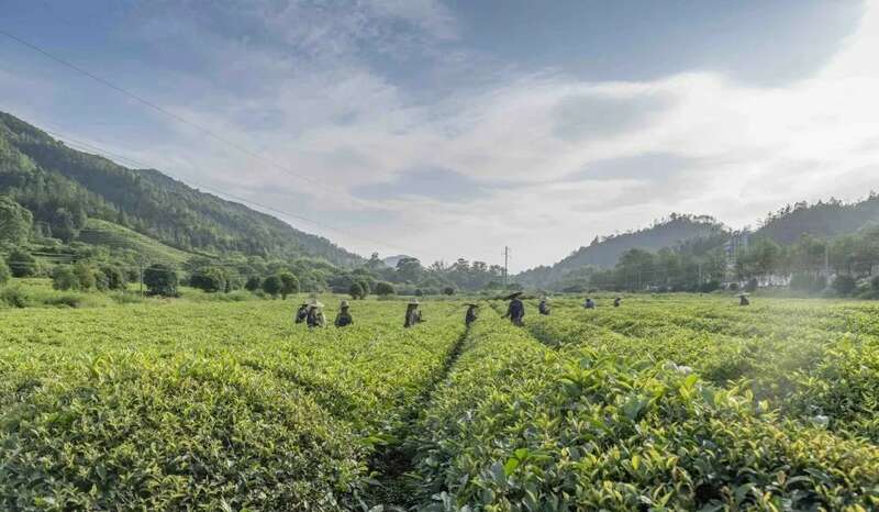 出口茶基地如何实现全程机械化管理?来看这个成功案例! brand_alt_mark