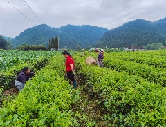 出口茶基地如何实现全程机械化管理?来看这个成功案例! brand_alt_mark