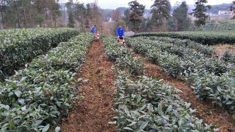 出口茶基地如何实现全程机械化管理?来看这个成功案例! brand_alt_mark
