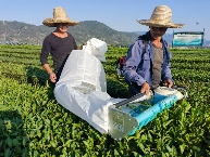 出口茶基地如何实现全程机械化管理?来看这个成功案例! brand_alt_mark