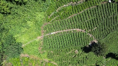 出口茶基地如何实现全程机械化管理?来看这个成功案例! brand_alt_mark