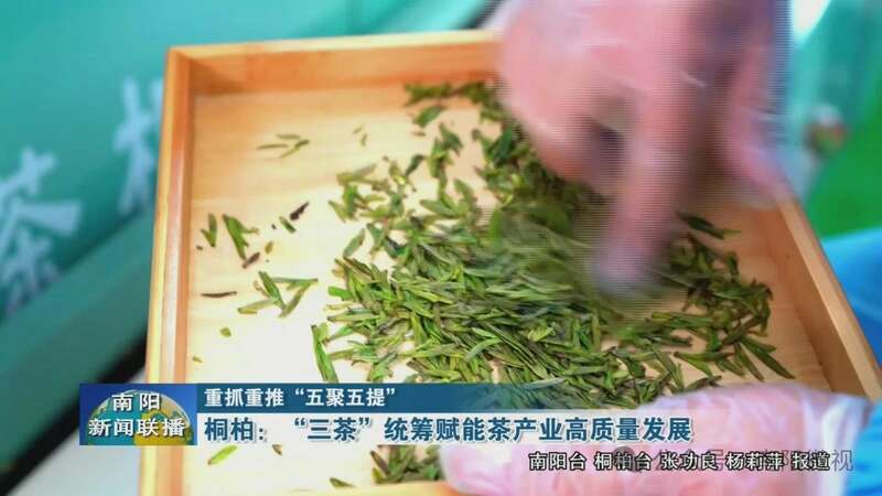 桐柏:“三茶”统筹赋能茶产业高质量发展 brand_alt_mark