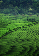 出口茶基地如何实现全程机械化管理?来看这个成功案例! brand_alt_mark