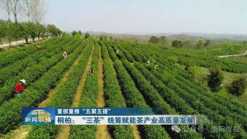 桐柏:“三茶”统筹赋能茶产业高质量发展 brand_alt_mark