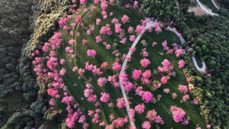 首届云南白茶(无量山)产业发展大会在大理南涧举行 brand_alt_mark