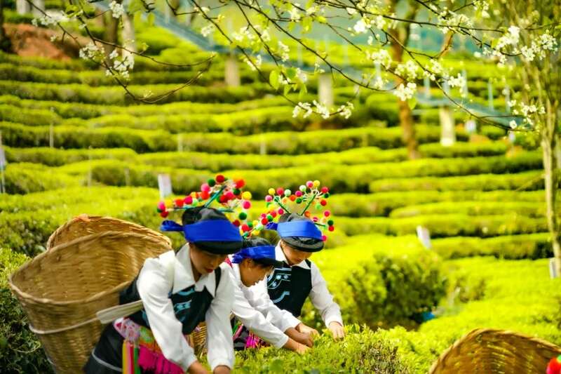 首届云南白茶(无量山)产业发展大会在大理南涧举行 brand_alt_mark