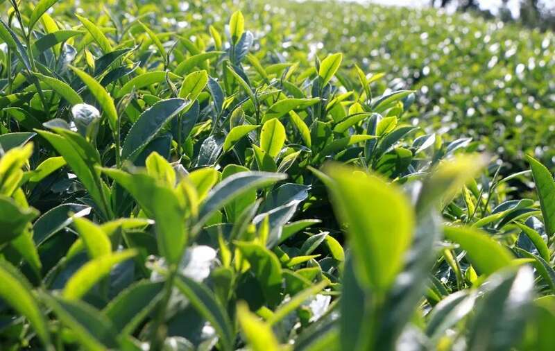 首届云南白茶(无量山)产业发展大会在大理南涧举行 brand_alt_mark