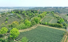 乐山夹江:聚焦一片“绿叶子” 念好产业“致富经” brand_alt_mark