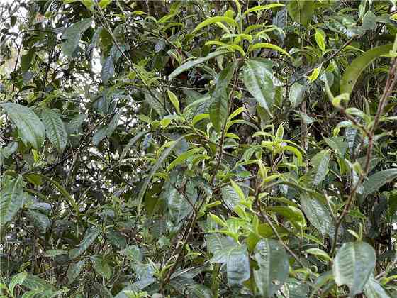 一韵越千年,揭秘古茶树的价值及存在意义 brand_alt_mark