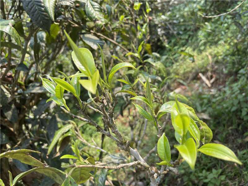 一韵越千年,揭秘古茶树的价值及存在意义 brand_alt_mark