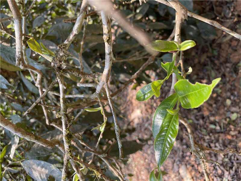 一韵越千年,揭秘古茶树的价值及存在意义 brand_alt_mark