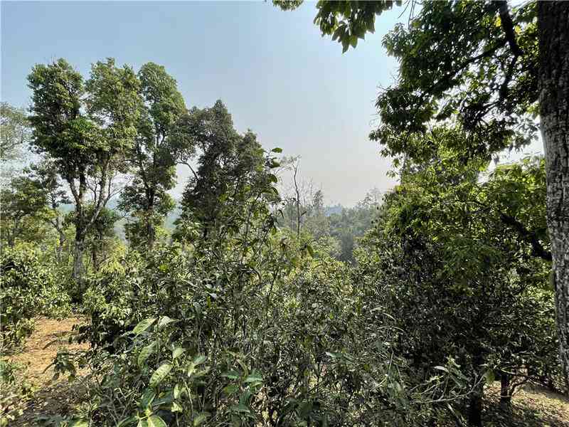 一韵越千年,揭秘古茶树的价值及存在意义 brand_alt_mark