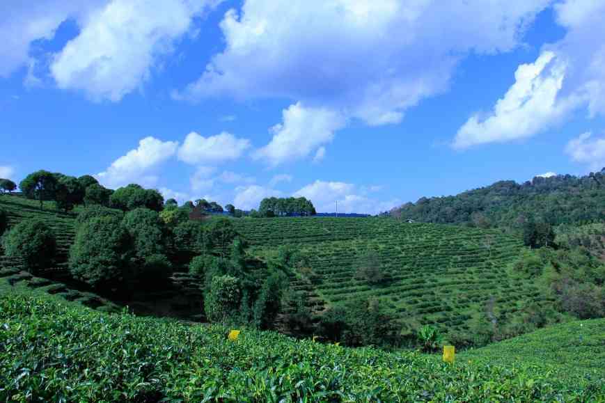 大益普洱茶为何被誉为茶界硬通货？大益茶如果价格下跌会如何？