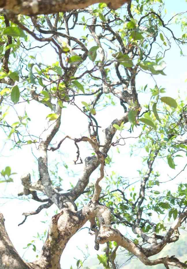 冰岛普洱茶有何魅力？冰岛普洱茶价格如何？老茶客纯经验解析