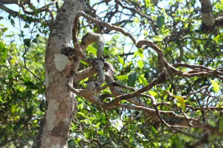 普洱茶要存在哪？怎样整理家庭茶仓？什么容器适合存茶？专业解析