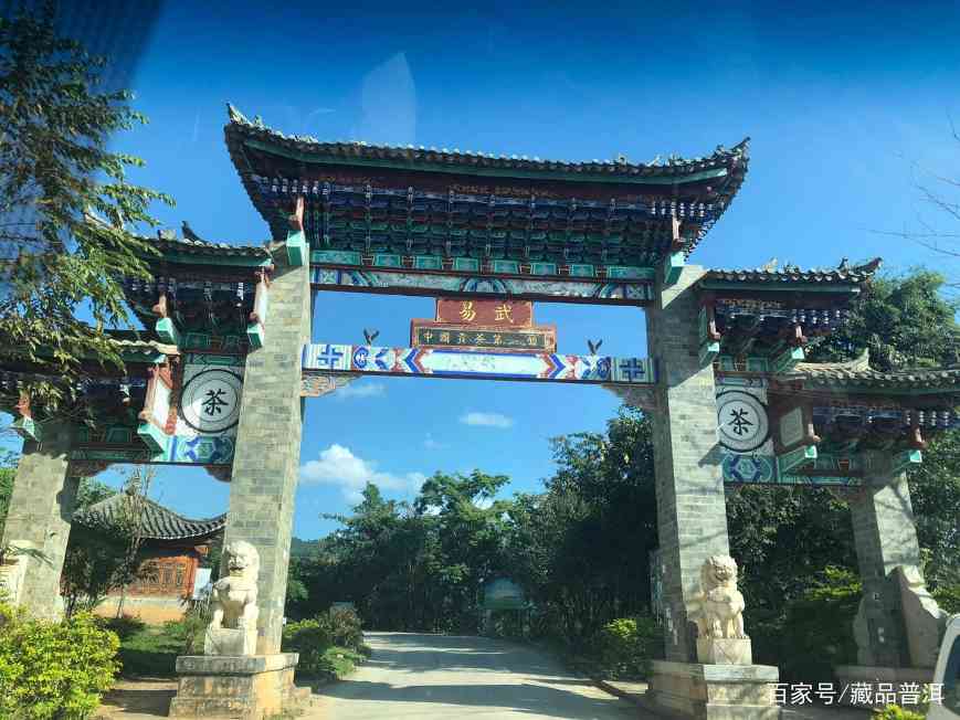 绿大树易武正山野生茶，4大族系茶品如何辨别？这些细节请认清