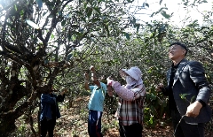 景谷苦竹山冬日之行:探寻“藤条茶”发展奥秘 brand_alt_mark