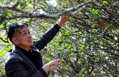 景谷苦竹山冬日之行:探寻“藤条茶”发展奥秘 brand_alt_mark