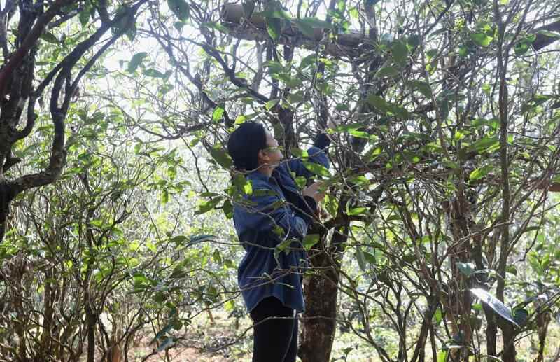 景谷苦竹山冬日之行:探寻“藤条茶”发展奥秘 brand_alt_mark