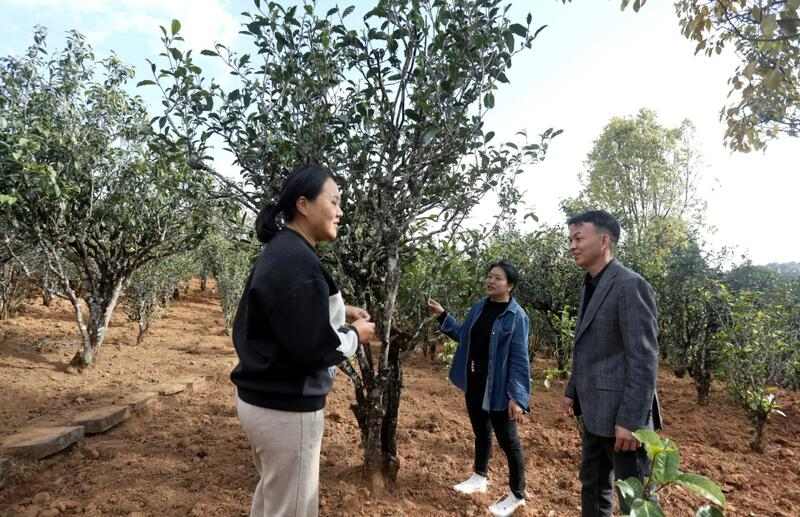 景谷苦竹山冬日之行:探寻“藤条茶”发展奥秘 brand_alt_mark