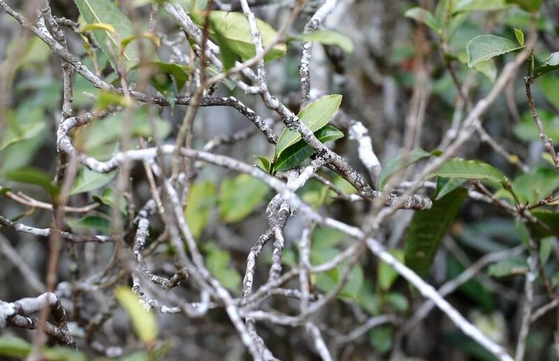 景谷苦竹山冬日之行:探寻“藤条茶”发展奥秘 brand_alt_mark