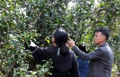 景谷苦竹山冬日之行:探寻“藤条茶”发展奥秘 brand_alt_mark