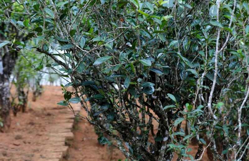 景谷苦竹山冬日之行:探寻“藤条茶”发展奥秘 brand_alt_mark