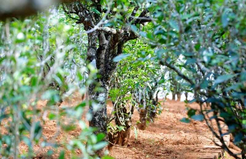 景谷苦竹山冬日之行:探寻“藤条茶”发展奥秘 brand_alt_mark