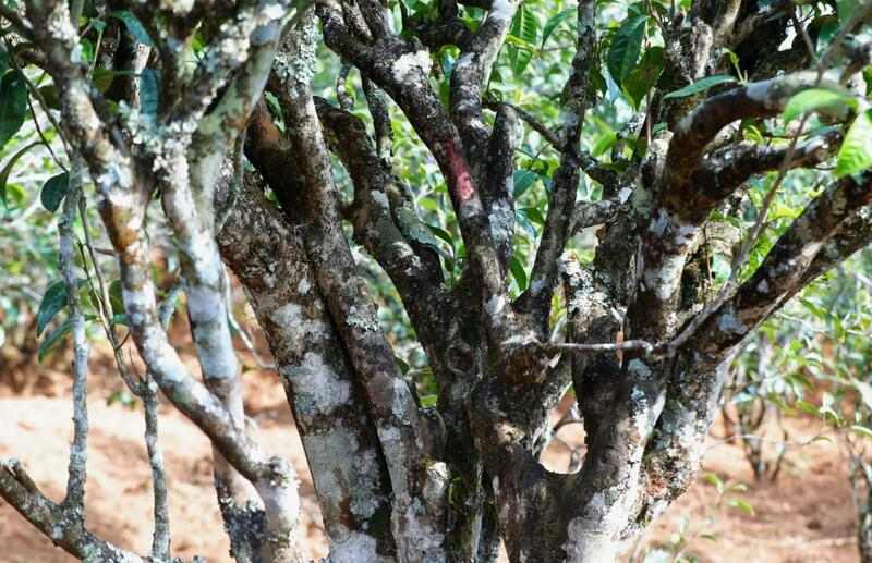 景谷苦竹山冬日之行:探寻“藤条茶”发展奥秘 brand_alt_mark