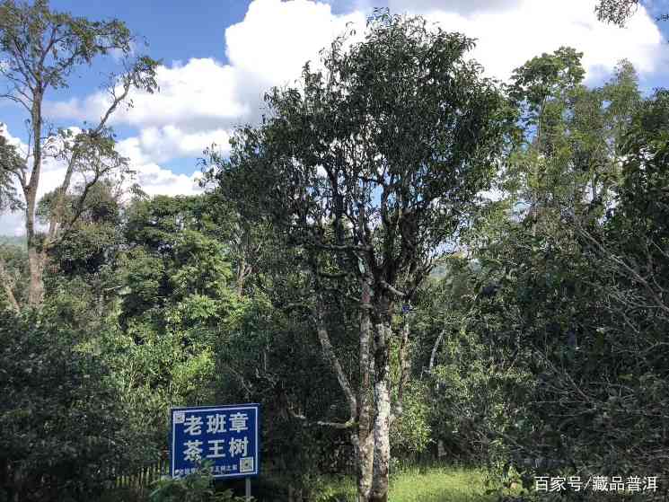 老班章普洱茶造假5大内幕，大多数的人都不知道，早学会早避坑！