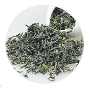 崂山绿茶的外形.jpg