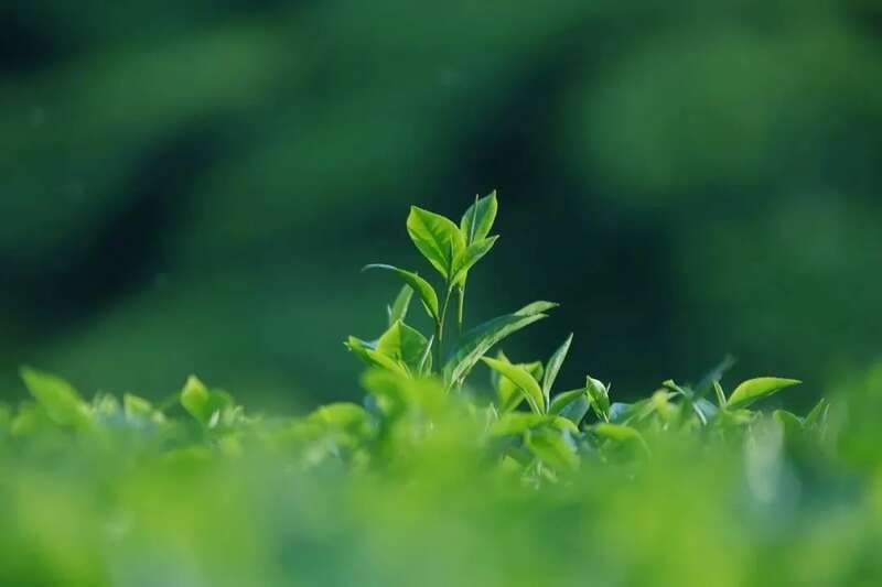 起猛了!冬天还没过完,就喝上春茶了?! brand_alt_mark