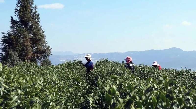 起猛了!冬天还没过完,就喝上春茶了?! brand_alt_mark