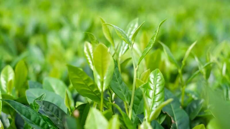 起猛了!冬天还没过完,就喝上春茶了?! brand_alt_mark