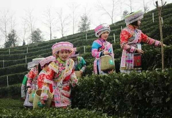 起猛了!冬天还没过完,就喝上春茶了?! brand_alt_mark