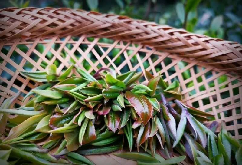 起猛了!冬天还没过完,就喝上春茶了?! brand_alt_mark