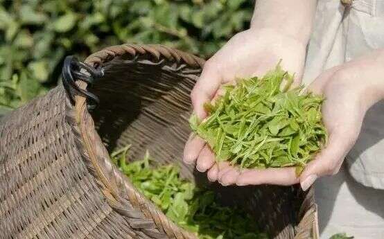 起猛了!冬天还没过完,就喝上春茶了?! brand_alt_mark